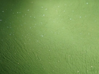 PurColour Green Glitter Celebration Powder | Color, Powder, Holi